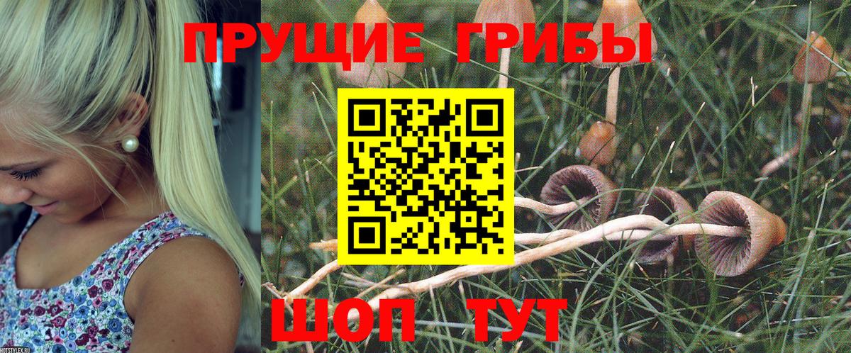 Псилоцибиновые грибы Cubensis Похвистнево